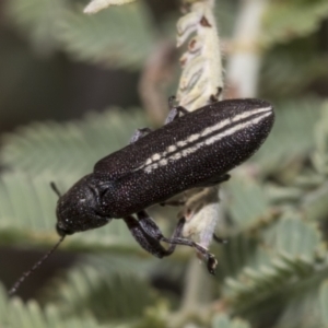 Rhinotia sp. (genus) at The Pinnacle - 24 Feb 2023 09:51 AM