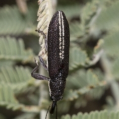 Rhinotia sp. (genus) at The Pinnacle - 24 Feb 2023 09:51 AM