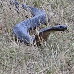 Pseudechis porphyriacus (Red-bellied Black Snake) at Belconnen, ACT - 30 Nov 2023 by sangio7