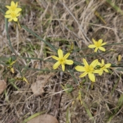 Tricoryne elatior (Yellow Rush Lily) at Belconnen, ACT - 30 Nov 2023 by sangio7