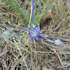 Eryngium ovinum (Blue Devil) at Belconnen, ACT - 30 Nov 2023 by sangio7