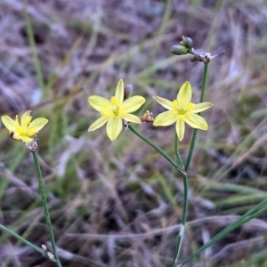 Tricoryne elatior at The Pinnacle - 30 Nov 2023