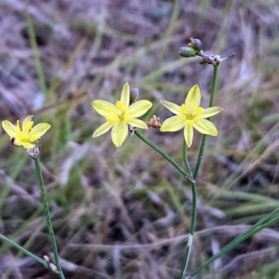 Tricoryne elatior (Yellow Rush Lily) at The Pinnacle - 30 Nov 2023 by sangio7