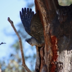 Callocephalon fimbriatum (Gang-gang Cockatoo) at Hughes, ACT - 28 Nov 2023 by LisaH