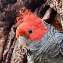 Callocephalon fimbriatum (Gang-gang Cockatoo) at Hughes, ACT - 30 Nov 2023 by LisaH