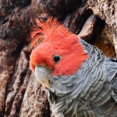 Callocephalon fimbriatum (Gang-gang Cockatoo) at Hughes, ACT - 29 Nov 2023 by LisaH