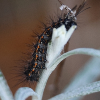 Nyctemera amicus (Senecio Moth, Magpie Moth, Cineraria Moth) at Hughes, ACT - 30 Nov 2023 by LisaH