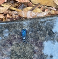Austroscolia soror (Blue Flower Wasp) at Acton, ACT - 28 Nov 2023 by teeniiee