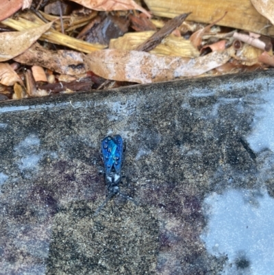 Austroscolia soror (Blue Flower Wasp) at Australian National University - 28 Nov 2023 by teeniiee