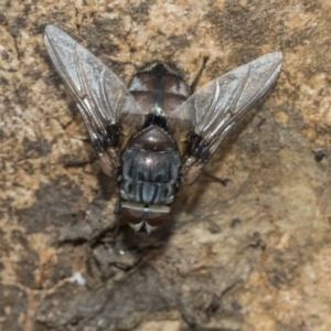 Rutilia (Rutilia) sp. (genus & subgenus) at Fraser, ACT - 14 Feb 2023 11:07 AM