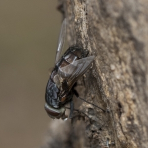 Rutilia (Rutilia) sp. (genus & subgenus) at Fraser, ACT - 14 Feb 2023 11:07 AM