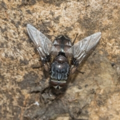 Rutilia (Rutilia) sp. (genus & subgenus) at Fraser, ACT - 14 Feb 2023 11:07 AM