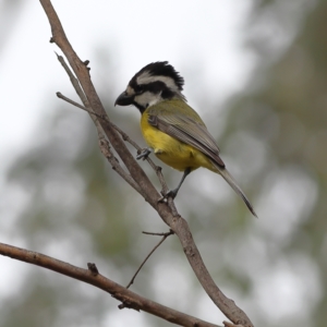 Falcunculus frontatus at Culcairn, NSW - 29 Nov 2023