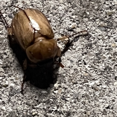 Cyclocephala signaticollis (Argentinian scarab) at Kingston, ACT - 30 Nov 2023 by YellowButton