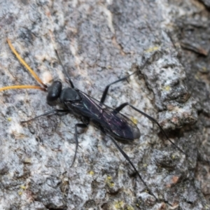 Fabriogenia sp. (genus) at Fraser, ACT - 14 Feb 2023 11:49 AM