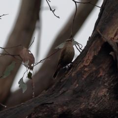 Climacteris picumnus victoriae (Brown Treecreeper) at Culcairn, NSW - 29 Nov 2023 by MichaelWenke