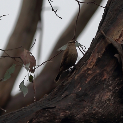 Climacteris picumnus victoriae (Brown Treecreeper) at Culcairn, NSW - 29 Nov 2023 by MichaelWenke