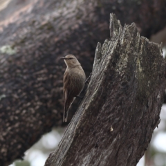 Climacteris picumnus victoriae at Culcairn, NSW - 29 Nov 2023