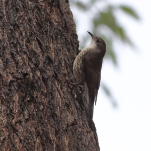 Cormobates leucophaea at Benambra National Park - 29 Nov 2023