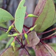 Muellerina eucalyptoides (Creeping Mistletoe) at Mount Taylor - 30 Nov 2023 by HelenCross