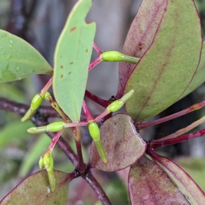 Muellerina eucalyptoides (Creeping Mistletoe) at Mount Taylor - 30 Nov 2023 by HelenCross