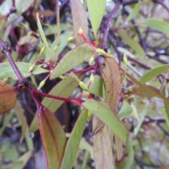 Muellerina eucalyptoides at Mount Taylor - 30 Nov 2023 05:00 PM