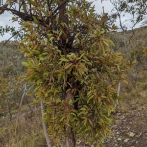 Muellerina eucalyptoides at Mount Taylor - 30 Nov 2023 05:00 PM