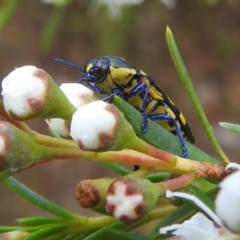 Castiarina octospilota (A Jewel Beetle) at Mount Taylor - 30 Nov 2023 by HelenCross