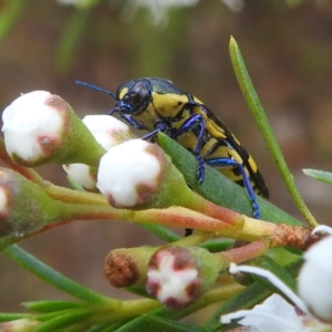 Castiarina octospilota at Mount Taylor - 30 Nov 2023 04:15 PM