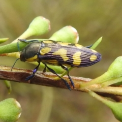 Castiarina octospilota at Mount Taylor - 30 Nov 2023