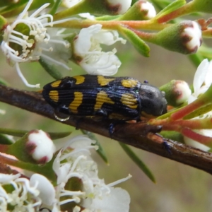 Castiarina octospilota at Mount Taylor - 30 Nov 2023