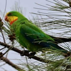 Polytelis swainsonii (Superb Parrot) at Red Hill to Yarralumla Creek - 30 Nov 2023 by LisaH