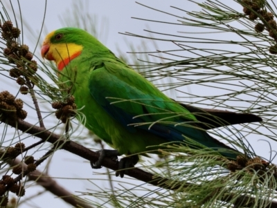 Polytelis swainsonii (Superb Parrot) at Red Hill to Yarralumla Creek - 30 Nov 2023 by LisaH