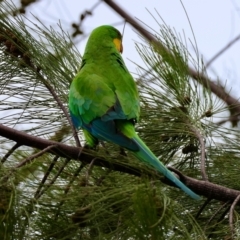 Polytelis swainsonii at Red Hill to Yarralumla Creek - suppressed