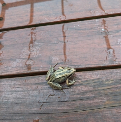 Limnodynastes peronii (Brown-striped Frog) at Cooranbong, NSW - 29 Nov 2023 by Ryders