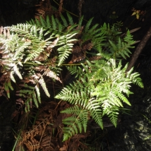 Pteridium esculentum at Mount Taylor - 30 Nov 2023 04:36 PM