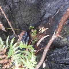 Pteridium esculentum at Mount Taylor - 30 Nov 2023 04:36 PM