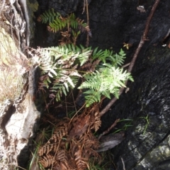 Pteridium esculentum at Mount Taylor - 30 Nov 2023 04:36 PM