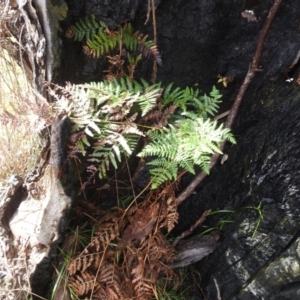 Pteridium esculentum at Mount Taylor - 30 Nov 2023 04:36 PM