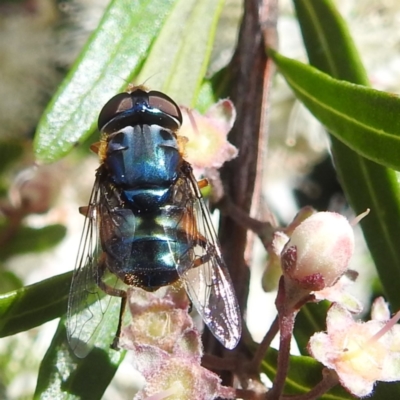 Austalis copiosa (Hover fly) at ANBG - 30 Nov 2023 by HelenCross