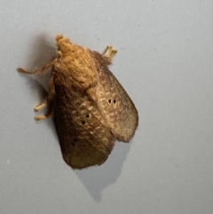 Doratifera quadriguttata and casta (Four-spotted Cup Moth) at QPRC LGA - 30 Nov 2023 by SteveBorkowskis