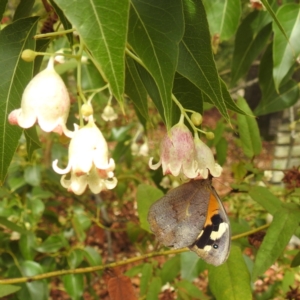 Heteronympha merope at ANBG - 30 Nov 2023 01:40 PM