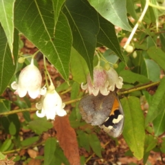 Heteronympha merope at ANBG - 30 Nov 2023 01:40 PM