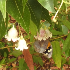 Heteronympha merope at ANBG - 30 Nov 2023 01:40 PM