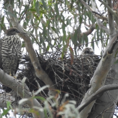 Tachyspiza fasciata (Brown Goshawk) at Acton, ACT - 30 Nov 2023 by HelenCross