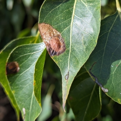 Unidentified Insect at Kambah, ACT - 29 Nov 2023 by HelenCross