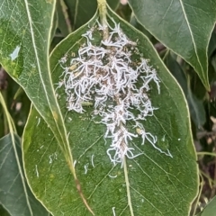 Protyora sterculiae (Kurrajong star psyllid) at Lions Youth Haven - Westwood Farm A.C.T. - 30 Nov 2023 by HelenCross