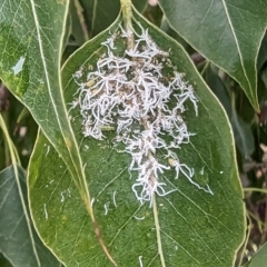 Protyora sterculiae (Kurrajong star psyllid) at Lions Youth Haven - Westwood Farm A.C.T. - 29 Nov 2023 by HelenCross