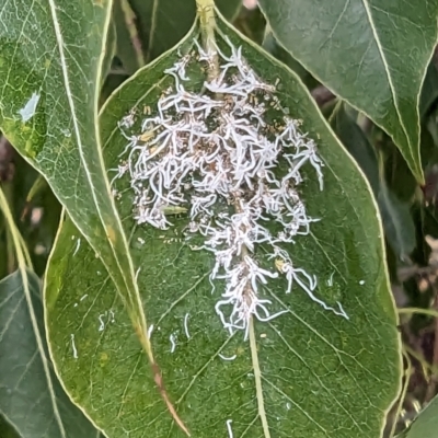 Protyora sterculiae (Kurrajong star psyllid) at Lions Youth Haven - Westwood Farm A.C.T. - 30 Nov 2023 by HelenCross