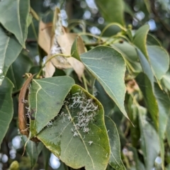 Protyora sterculiae at Lions Youth Haven - Westwood Farm A.C.T. - 30 Nov 2023